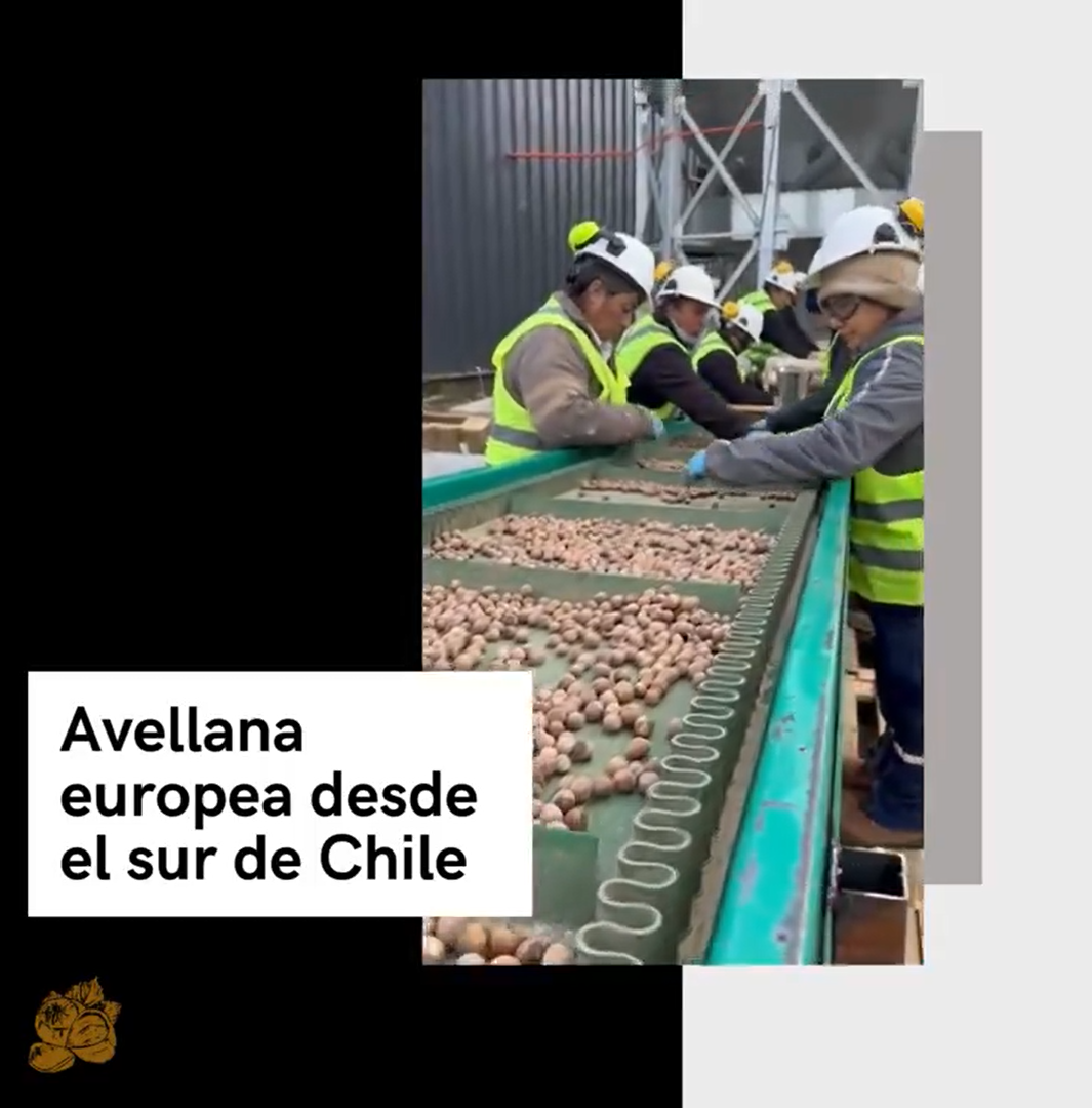 Comienza la cosecha 2025 en Agrícola Santo Domingo